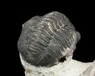Bargain, Gerastos Trilobite Fossil - Morocco #52157-2